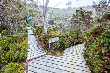 Pandani Grove Dobson Gölü üzerinde soğuk bir yaz günü öğleden sonra Tazmanya, Avustralya 'da.