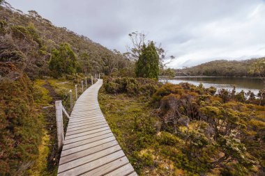 Pandani Grove Dobson Gölü üzerinde soğuk bir yaz günü öğleden sonra Tazmanya, Avustralya 'da.