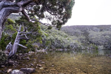 Pandani Grove Dobson Gölü üzerinde soğuk bir yaz günü öğleden sonra Tazmanya, Avustralya 'da.