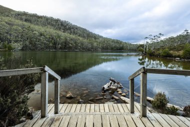 Pandani Grove Dobson Gölü üzerinde soğuk bir yaz günü öğleden sonra Tazmanya, Avustralya 'da.