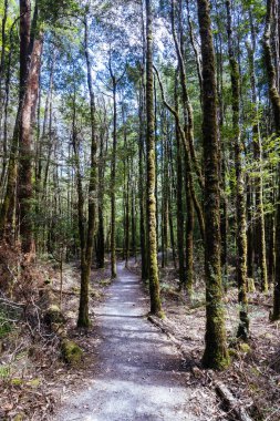 Franklin Nehri Doğa Yolu Franklin-Gordon Vahşi Nehirler Ulusal Parkı Tazmanya, Avustralya 'da sıcak bir yaz gününde