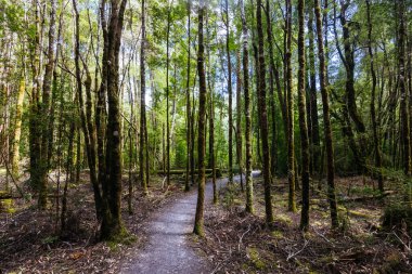 Franklin Nehri Doğa Yolu Franklin-Gordon Vahşi Nehirler Ulusal Parkı Tazmanya, Avustralya 'da sıcak bir yaz gününde
