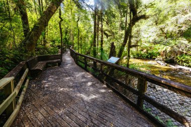 Franklin Nehri Doğa Yolu Franklin-Gordon Vahşi Nehirler Ulusal Parkı Tazmanya, Avustralya 'da sıcak bir yaz gününde