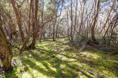 Warrandyte, Victoria, Avustralya 'da sıcak bir bahar gününde Jumping Creek Rezervi' nin etrafındaki Warrandyte State Park.