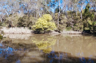 Warrandyte, Victoria, Avustralya 'da sıcak bir kış gününde Warrandyte Eyalet Parkı' nın bir parçası olarak Yarra Nehri boyunca Mavi Dil Virajı Yürüyüşü.