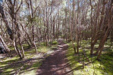 Warrandyte, Victoria, Avustralya 'da sıcak bir bahar gününde Jumping Creek Rezervi' nin etrafındaki Warrandyte State Park.