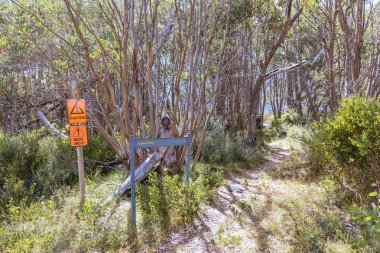 Açık bir yaz gününde, Marysville, Victoria, Avustralya yakınlarındaki Lake Mountain zirvesinde kayak parkurlarında yürüyüş izleri var.