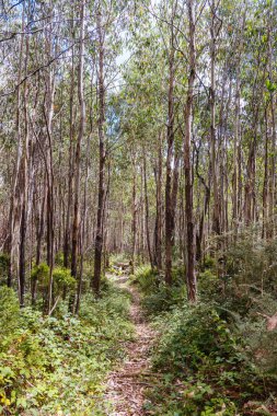 Açık bir yaz gününde, Marysville, Victoria, Avustralya yakınlarındaki Lake Mountain zirvesinde kayak parkurlarında yürüyüş izleri var.