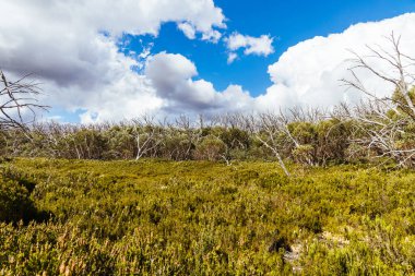 Açık bir yaz gününde, Marysville, Victoria, Avustralya yakınlarındaki Lake Mountain yakınlarındaki Boundary Hut Trail 'den görüntüler
