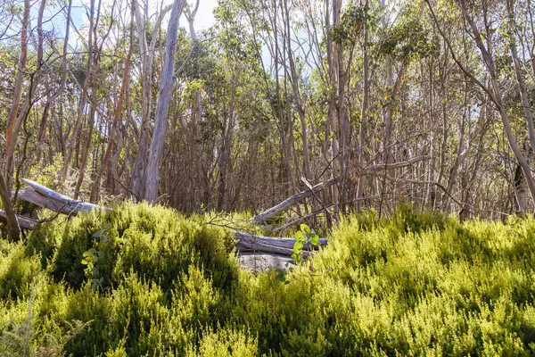 Açık bir yaz gününde, Marysville, Victoria, Avustralya yakınlarındaki Lake Mountain zirvesinde kayak parkurlarında yürüyüş izleri var.