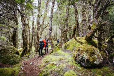 Cradle Valley, Tazmanya, Avustralya 'da soğuk bir sonbahar sabahında Arm River Pisti' ndeki Antik Myrtle Beech Ormanı
