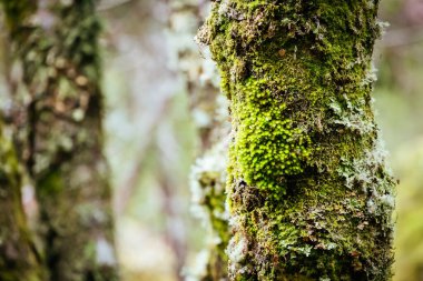 Cradle Valley, Tazmanya, Avustralya 'da soğuk bir sonbahar sabahında Arm River Pisti' ndeki Antik Myrtle Beech Ormanı