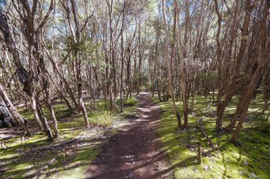 Warrandyte, Victoria, Avustralya 'da sıcak bir bahar gününde Jumping Creek Rezervi' nin etrafındaki Warrandyte State Park.