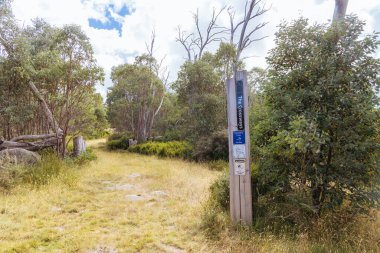Açık bir yaz gününde, Marysville, Victoria, Avustralya yakınlarındaki Lake Mountain zirvesinde kayak parkurlarında yürüyüş izleri var.