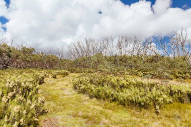 Açık bir yaz gününde, Marysville, Victoria, Avustralya yakınlarındaki Lake Mountain zirvesinde kayak parkurlarında yürüyüş izleri var.