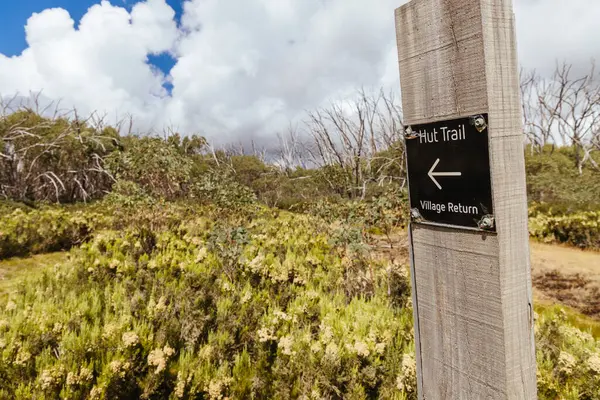 Açık bir yaz gününde, Marysville, Victoria, Avustralya yakınlarındaki Lake Mountain zirvesinde kayak parkurlarında yürüyüş izleri var.