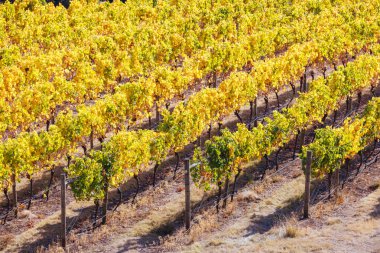 Launceston, Tazmanya, Avustralya yakınlarındaki Tamar Vadisi 'nde sarı ve turuncu sarmaşıklarla sıcak bir sonbahar günü.