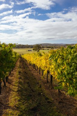 Launceston, Tazmanya, Avustralya yakınlarındaki Tamar Vadisi 'nde sarı ve turuncu sarmaşıklarla sıcak bir sonbahar günü.