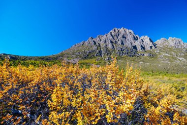 Beşik Dağı 'nın batı yamaçlarında Fagus' un dönüşü sıcak bir sonbahar öğleden sonrasında Cradle Mountain, Tazmanya, Avustralya 'daki Barn Bluff yakınlarındaki Overland Pisti' nin bir parçası olarak gerçekleşir.