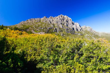 Beşik Dağı 'nın batı yamaçlarında Fagus' un dönüşü sıcak bir sonbahar öğleden sonrasında Cradle Mountain, Tazmanya, Avustralya 'daki Barn Bluff yakınlarındaki Overland Pisti' nin bir parçası olarak gerçekleşir.