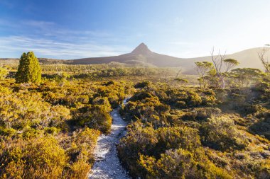 Barn Bluff ve Alp fundalıklarının günbatımında geniş manzara manzarası Cradle Mountain, Tazmanya, Avustralya 'da sıcak bir sonbahar akşamında görülür.