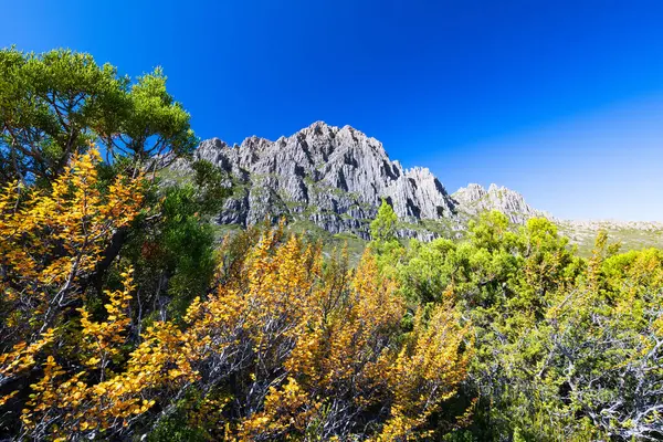 Beşik Dağı 'nın batı yamaçlarında Fagus' un dönüşü sıcak bir sonbahar öğleden sonrasında Cradle Mountain, Tazmanya, Avustralya 'daki Barn Bluff yakınlarındaki Overland Pisti' nin bir parçası olarak gerçekleşir.