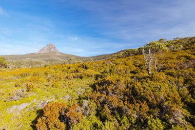 Geniş manzara sabahın erken saatlerinde Cradle Mountain, Tazmanya, Avustralya 'da sıcak bir sonbahar akşamında Ahır Kayalıkları ve alp fundalıklarının manzarasını gösterir.
