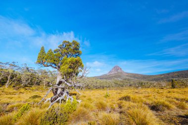 Geniş manzara sabahın erken saatlerinde Cradle Mountain, Tazmanya, Avustralya 'da sıcak bir sonbahar akşamında Ahır Kayalıkları ve alp fundalıklarının manzarasını gösterir.