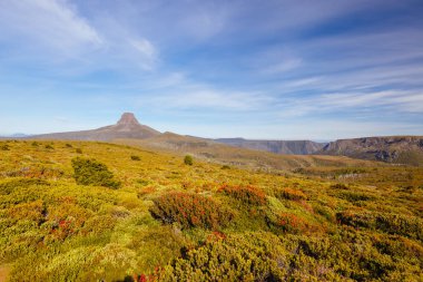 Geniş manzara, sabahın erken saatlerinde Tazmanya, Avustralya 'daki Cradle Mountain' da sıcak bir sonbahar akşamı Dağ Roketi de dahil olmak üzere Ahır Kayalıkları ve Alp Dağları 'nın bitkilerini gösteriyor.