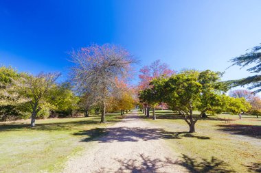 Seawinds Garden, Arthurs Koltuk Parkı 'nın bir parçası olarak sonbaharda açık bir günde Mornington Yarımadası, Victoria, Avustralya