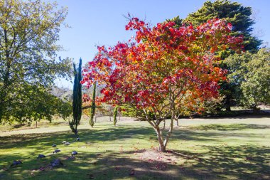 Seawinds Garden, Arthurs Koltuk Parkı 'nın bir parçası olarak sonbaharda açık bir günde Mornington Yarımadası, Victoria, Avustralya