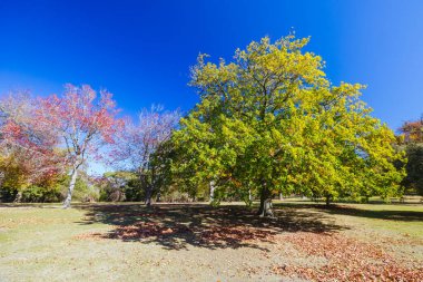 Seawinds Garden, Arthurs Koltuk Parkı 'nın bir parçası olarak sonbaharda açık bir günde Mornington Yarımadası, Victoria, Avustralya