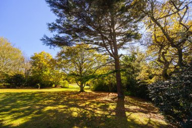 Seawinds Garden, Arthurs Koltuk Parkı 'nın bir parçası olarak sonbaharda açık bir günde Mornington Yarımadası, Victoria, Avustralya