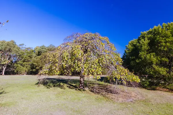 Seawinds Garden, Arthurs Koltuk Parkı 'nın bir parçası olarak sonbaharda açık bir günde Mornington Yarımadası, Victoria, Avustralya