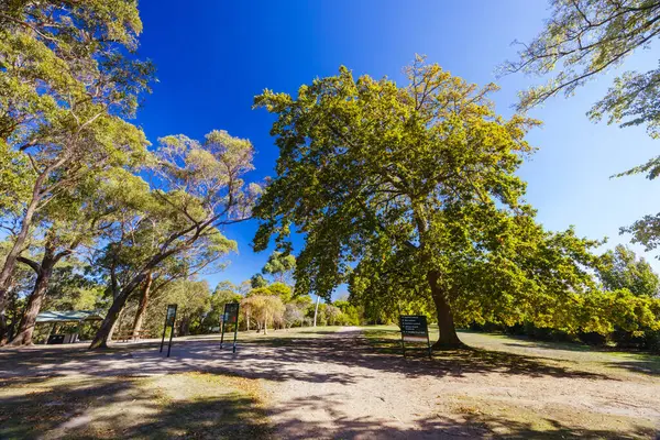 Seawinds Garden, Arthurs Koltuk Parkı 'nın bir parçası olarak sonbaharda açık bir günde Mornington Yarımadası, Victoria, Avustralya