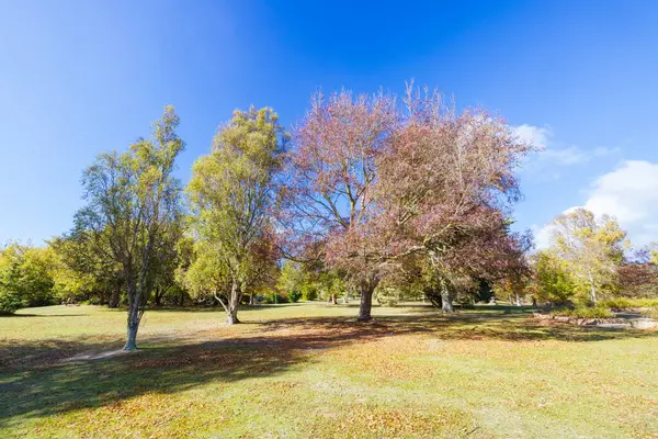Seawinds Garden, Arthurs Koltuk Parkı 'nın bir parçası olarak sonbaharda açık bir günde Mornington Yarımadası, Victoria, Avustralya