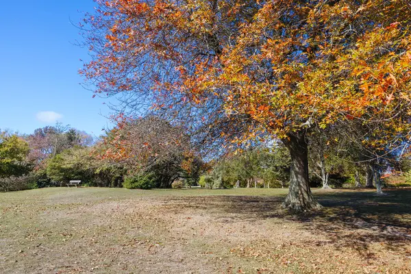 Seawinds Garden, Arthurs Koltuk Parkı 'nın bir parçası olarak sonbaharda açık bir günde Mornington Yarımadası, Victoria, Avustralya