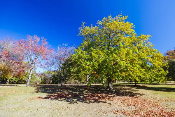 Seawinds Garden, Arthurs Koltuk Parkı 'nın bir parçası olarak sonbaharda açık bir günde Mornington Yarımadası, Victoria, Avustralya