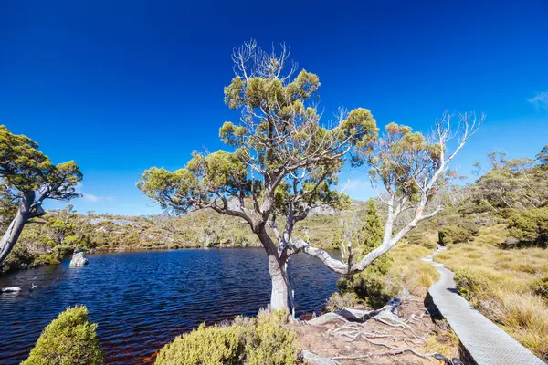 Beşik Dağı, Tazmanya, Avustralya 'da, sıcak bir sonbahar sabahı, Wombat Havuzu' nun üzerindeki dağ manzarası.