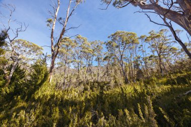 Cradle Dağı, Tazmanya, Avustralya 'da, sıcak bir sonbahar öğleden sonrasında Du Cane Dağları' ndan geçen Overland Track manzarası