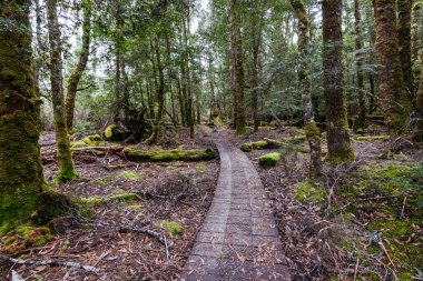 Beşik Dağı, Tazmanya, Avustralya 'da sıcak bir sonbahar sabahı Narcissus Hut yakınlarındaki tahta kaldırımlar ve manzara manzarası