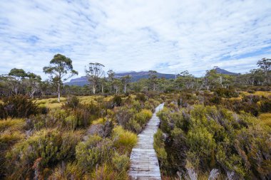 Beşik Dağı, Tazmanya, Avustralya 'da sıcak bir sonbahar sabahı Narcissus Hut yakınlarındaki tahta kaldırımlar ve manzara manzarası