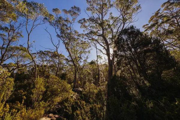 Cradle Dağı, Tazmanya, Avustralya 'da, sıcak bir sonbahar öğleden sonrasında Du Cane Dağları' ndan geçen Overland Track manzarası