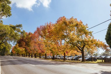 Kızıl Tepe, Victoria, Avustralya 'daki Mornington Yarımadasında güneşli bir sonbahar sabahı