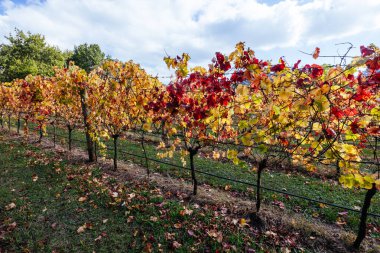 Victoria, Avustralya 'daki Mornington Yarımadası' nda ılık bir sonbahar öğleden sonrasında renkli bir sonbahar yaprağı.