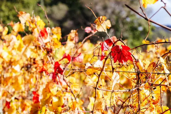 Victoria, Avustralya 'daki Mornington Yarımadası' nda ılık bir sonbahar öğleden sonrasında renkli bir sonbahar yaprağı.