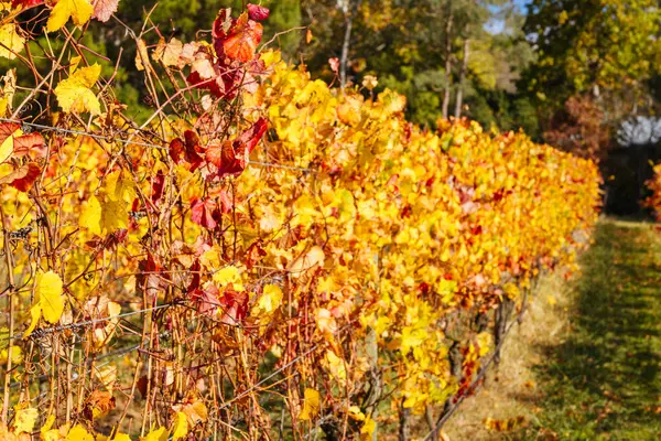 Victoria, Avustralya 'daki Mornington Yarımadası' nda ılık bir sonbahar öğleden sonrasında renkli bir sonbahar yaprağı.