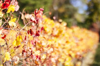 Victoria, Avustralya 'daki Mornington Yarımadası' nda ılık bir sonbahar öğleden sonrasında renkli bir sonbahar yaprağı.