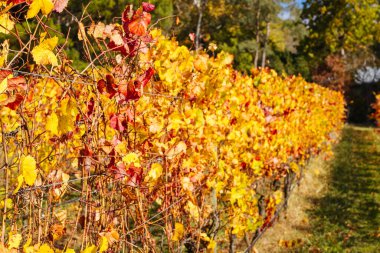 Victoria, Avustralya 'daki Mornington Yarımadası' nda ılık bir sonbahar öğleden sonrasında renkli bir sonbahar yaprağı.