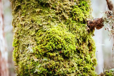 Cradle Valley, Tazmanya, Avustralya 'da serin bir sonbahar sabahı Overland Pisti yakınlarındaki Arm Nehri Pisti' nde yosun ve yosun içeren antik Myrtle Beech ormanı.
